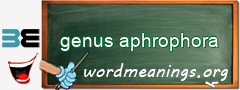 WordMeaning blackboard for genus aphrophora